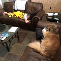 Jess_DogCuddles_8-2020 (4)
